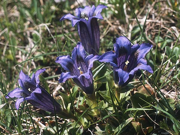 Gentiana clusii \ Clusius' Enzian / Trumpet Gentian, I Monte Baldo 10.5.1986