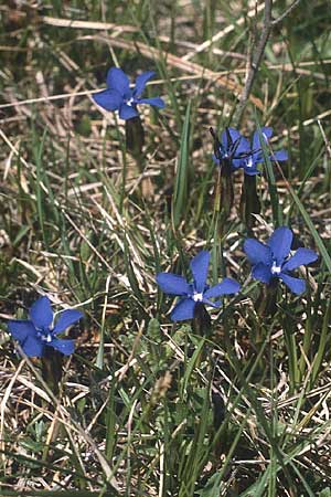 Gentiana bavarica \ Bayerischer Enzian / Bavarian Gentian, I Monte Baldo 10.5.1986