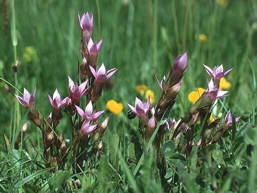 Gentianella ramosa ? \ stiger Kranzenzian, Bschel-Enzian / Branched Gentian, I Schnalstal / Val Senales 1.7.1993