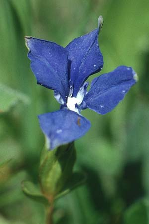 Gentiana verna \ Frhlings-Enzian / Spring Gentian, I Schnalstal / Val Senales 1.7.1993