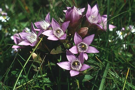 Gentianella aspera \ Rauer Kranzenzian /  Gentian, I Seiser Alm / Alpe di Siusi 4.7.1993