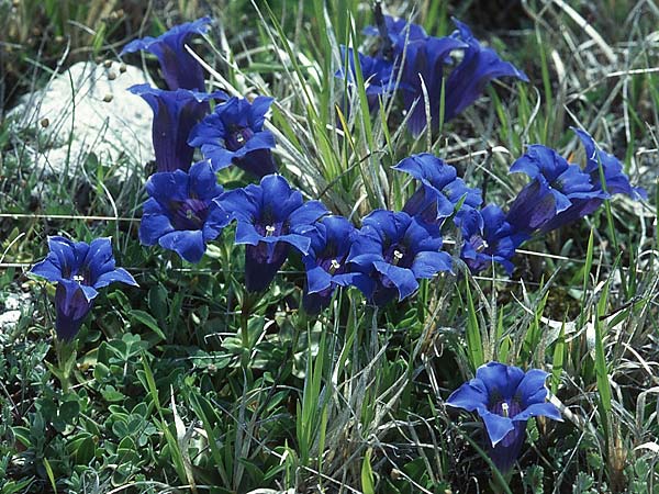 Gentiana dinarica \ Dinarischer Enzian / Dinarian Gentian, I Campo Imperatore 22.5.2005