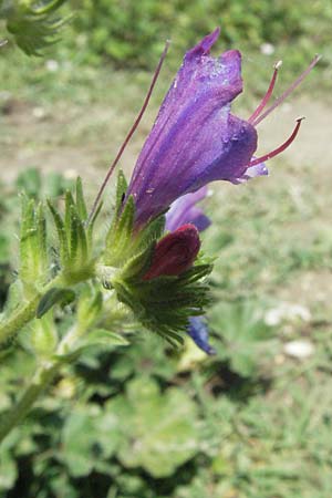 Echium plantagineum \ Wegerich-Natternkopf / Purple Viper's Bugloss, I Ancona 30.5.2007