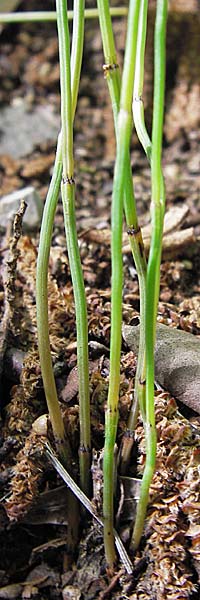 Equisetum ramosissimum \ stiger Schachtelhalm / Branched Horsetail, I Liguria, Ceriale 21.5.2013