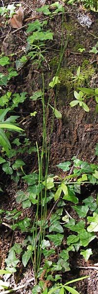 Equisetum ramosissimum \ stiger Schachtelhalm / Branched Horsetail, I Liguria, Ceriale 21.5.2013