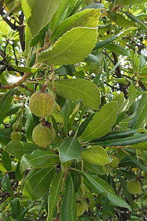 Arbutus unedo \ Westlicher Erdbeerbaum / Strawberry Tree, I Ancona 29.5.2007