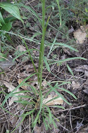Erysimum pseudorhaeticum \ Sch�terich / Treacle Mustard, I Foligno 31.5.2007