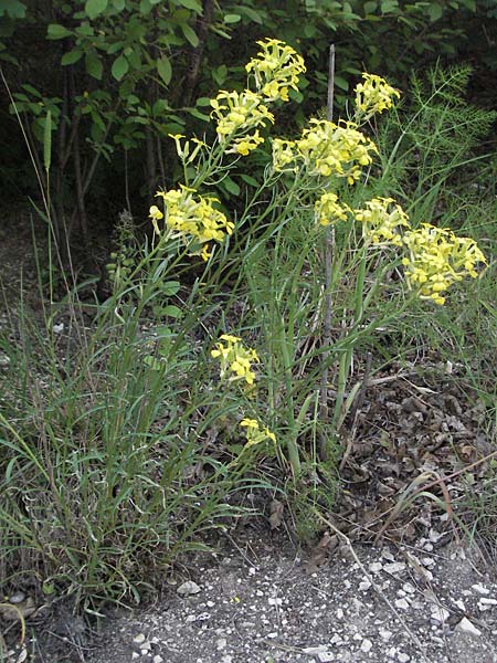 Erysimum pseudorhaeticum \ Sch�terich / Treacle Mustard, I Foligno 31.5.2007