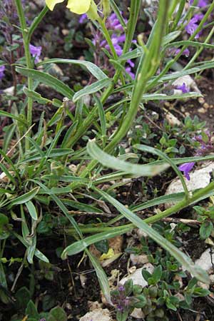 Erysimum majellense \ Majella-Sch�terich / Maiella Treacle Mustard, I Campo Imperatore 5.6.2007