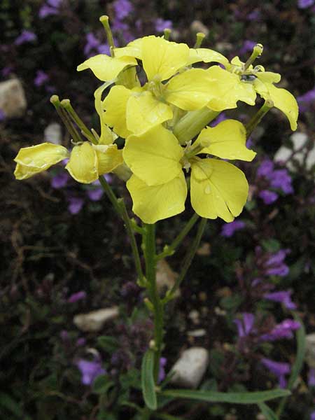 Erysimum majellense \ Majella-Sch�terich / Maiella Treacle Mustard, I Campo Imperatore 5.6.2007