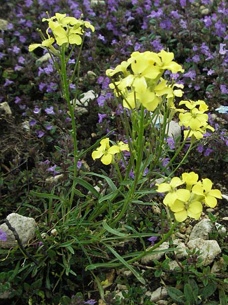 Erysimum majellense \ Majella-Sch�terich / Maiella Treacle Mustard, I Campo Imperatore 5.6.2007
