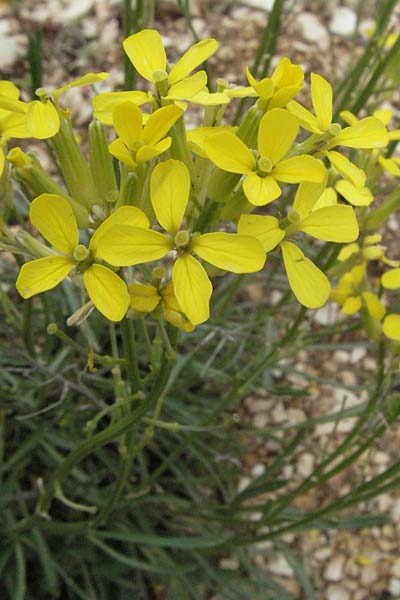 Erysimum apenninum \ Apennin-Sch�terich / Apennine Treacle Mustard, I Campo Imperatore 5.6.2007