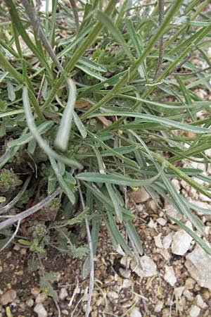 Erysimum apenninum \ Apennin-Sch�terich / Apennine Treacle Mustard, I Campo Imperatore 5.6.2007