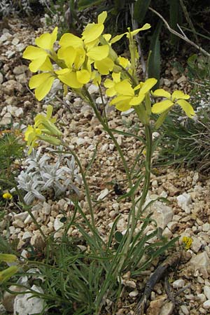 Erysimum apenninum \ Apennin-Sch�terich / Apennine Treacle Mustard, I Campo Imperatore 5.6.2007