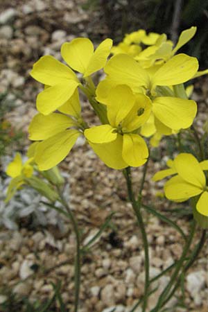 Erysimum apenninum \ Apennin-Sch�terich / Apennine Treacle Mustard, I Campo Imperatore 5.6.2007