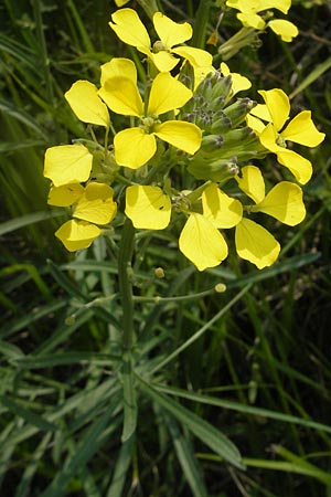 Erysimum sylvestre \ Lack-Sch�terich, Felsen-Sch�terich / Wood Treacle Mustard, I Sant' Anna d'Alfaedo 26.6.2010