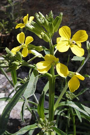 Erysimum ruscinonense \ Provence-Sch�terich / Provence Treacle Mustard, I Liguria, Castelvecchio di Rocca Barbena 19.5.2013