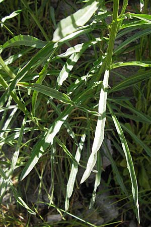 Erysimum ruscinonense \ Provence-Sch�terich / Provence Treacle Mustard, I Liguria, Castelvecchio di Rocca Barbena 19.5.2013