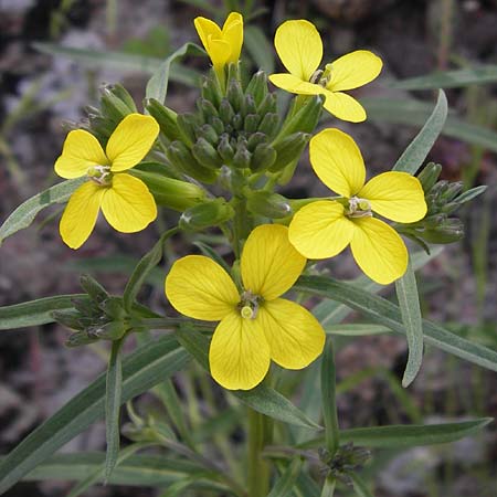 Erysimum ruscinonense \ Provence-Sch�terich / Provence Treacle Mustard, I Liguria, Castelvecchio di Rocca Barbena 19.5.2013