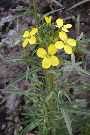 Erysimum ruscinonense \ Provence-Sch�terich / Provence Treacle Mustard, I Liguria, Castelvecchio di Rocca Barbena 19.5.2013