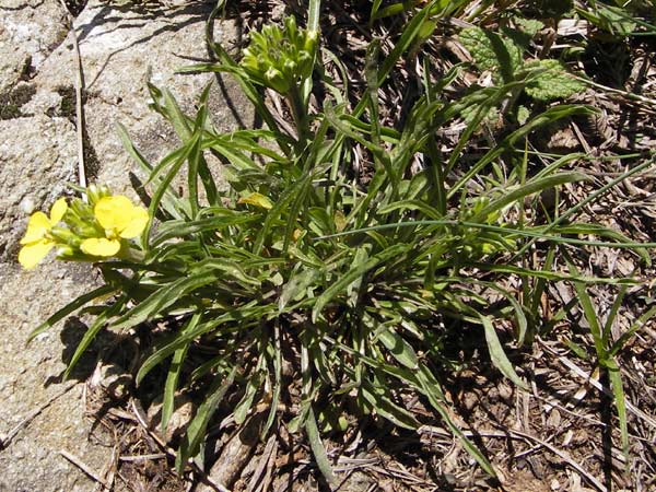 Erysimum ruscinonense \ Provence-Sch�terich / Provence Treacle Mustard, I Liguria, Molini di Triora 26.5.2013
