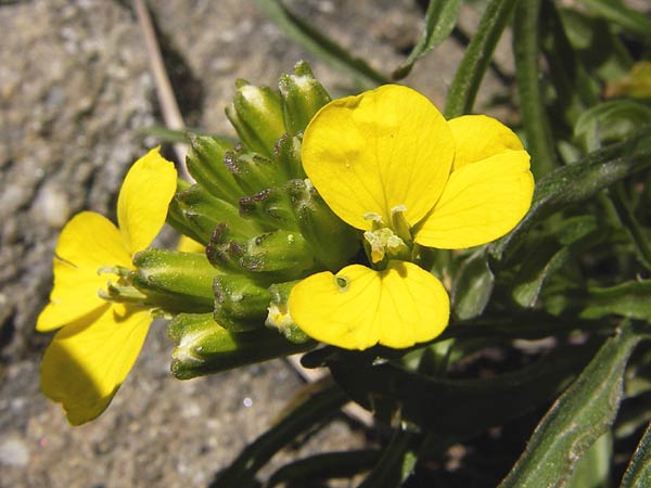 Erysimum ruscinonense \ Provence-Sch�terich / Provence Treacle Mustard, I Liguria, Molini di Triora 26.5.2013