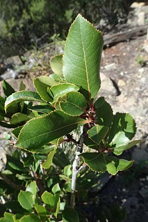 Arbutus unedo \ Westlicher Erdbeerbaum / Strawberry Tree, I Liguria, Moneglia 26.9.2023