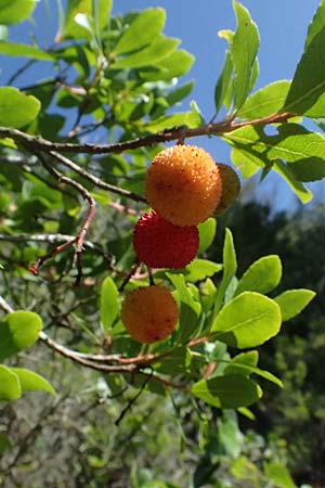 Arbutus unedo \ Westlicher Erdbeerbaum / Strawberry Tree, I Liguria, Moneglia 26.9.2023