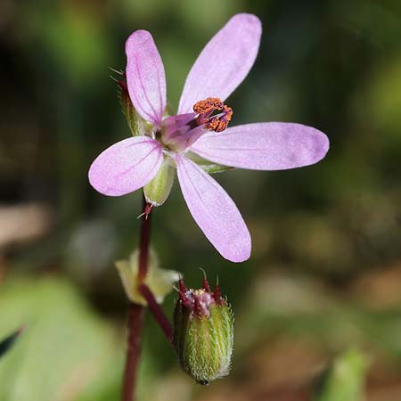 Erodium acaule \ St&auml;ngelloser Reiherschnabel / Stemless Stork's-Bill, I Diano San Pietro 25.2.2019 (Photo: Uwe & Katja Grabner)