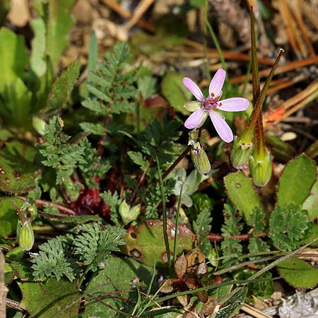 Erodium acaule \ St&auml;ngelloser Reiherschnabel / Stemless Stork's-Bill, I Diano San Pietro 25.2.2019 (Photo: Uwe & Katja Grabner)