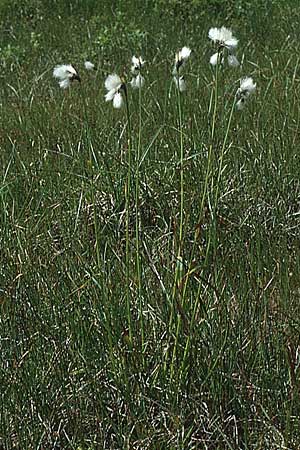 Eriophorum angustifolium \ Schmalblttriges Wollgras / Common Cotton Grass, I Grödner Joch 29.7.1990