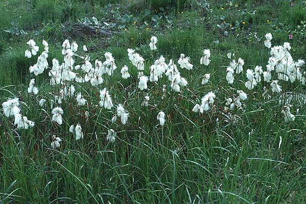 Eriophorum angustifolium \ Schmalblttriges Wollgras / Common Cotton Grass, I Passo Tonale 11.7.1991