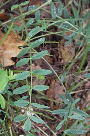 Onobrychis arenaria \ Sand-Esparsette / Hungarian Sainfoin, I Gole del Salinello bei/near Ripe 6.6.2007
