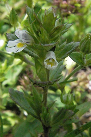 Euphrasia stricta \ Steifer Augentrost / Drug Eyebright, I Monti Sibillini 8.6.2007