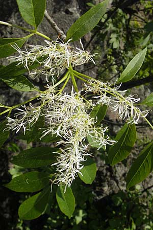 Fraxinus ornus \ Blumen-Esche, Manna-Esche / Manna Ash, I Genua 22.5.2010