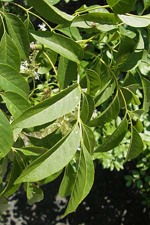 Fraxinus ornus \ Blumen-Esche, Manna-Esche / Manna Ash, I Genua 22.5.2010