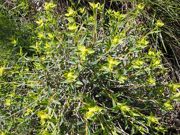 Euphorbia spinosa \ Dornige Wolfsmilch / Spiny Spurge, I Liguria, Toirano 20.5.2013