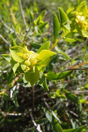 Euphorbia spinosa \ Dornige Wolfsmilch / Spiny Spurge, I Liguria, Toirano 20.5.2013