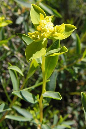 Euphorbia spinosa \ Dornige Wolfsmilch / Spiny Spurge, I Liguria, Toirano 20.5.2013