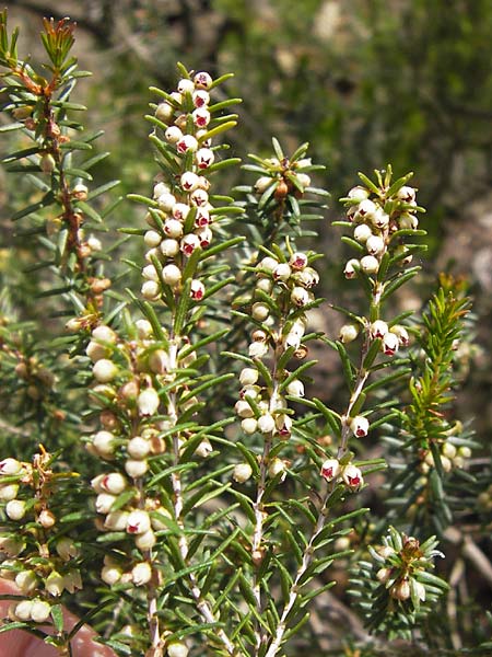 Erica scoparia \ Spanische Besen-Heide / Besom Heath, Green Heath, I Finale Ligure 31.5.2013