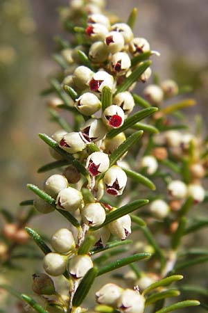 Erica scoparia \ Spanische Besen-Heide / Besom Heath, Green Heath, I Finale Ligure 31.5.2013
