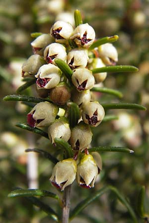 Erica scoparia \ Spanische Besen-Heide / Besom Heath, Green Heath, I Finale Ligure 31.5.2013