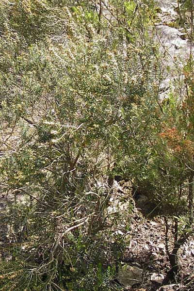 Erica scoparia \ Spanische Besen-Heide / Besom Heath, Green Heath, I Finale Ligure 31.5.2013