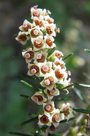 Erica scoparia \ Spanische Besen-Heide / Besom Heath, Green Heath, I Finale Ligure 31.5.2013