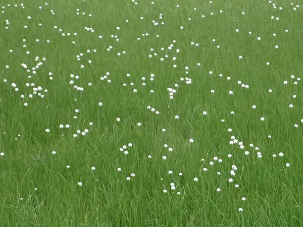 Eriophorum scheuchzeri \ Scheuchzers Wollgras / Scheuchzer's Cotton Grass, I Passo di Gavia 6.7.2026