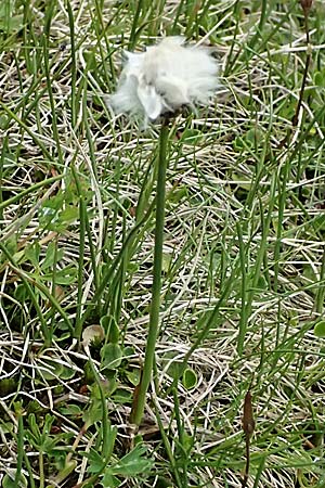 Eriophorum scheuchzeri \ Scheuchzers Wollgras / Scheuchzer's Cotton Grass, I Passo di Gavia 6.7.2026