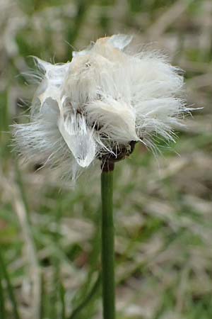 Eriophorum scheuchzeri \ Scheuchzers Wollgras / Scheuchzer's Cotton Grass, I Passo di Gavia 6.7.2026