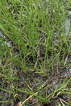Eriophorum scheuchzeri \ Scheuchzers Wollgras / Scheuchzer's Cotton Grass, I Passo di Gavia 6.7.2026