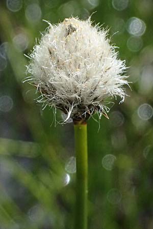 Eriophorum scheuchzeri \ Scheuchzers Wollgras / Scheuchzer's Cotton Grass, I Passo di Gavia 6.7.2026
