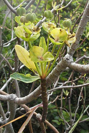 Euphorbia dendroides \ Baumartige Wolfsmilch / Tree Spurge, I Ancona 29.5.2007